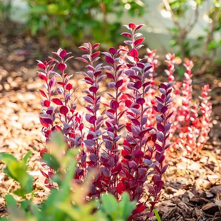 Reisis Family Semesterbostad