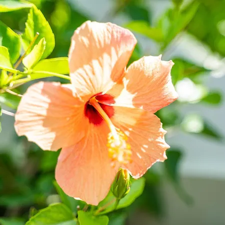 Reisis Family Lefkos (Karpathos)