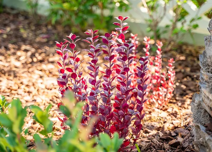 Reisis Family بيت للعطل