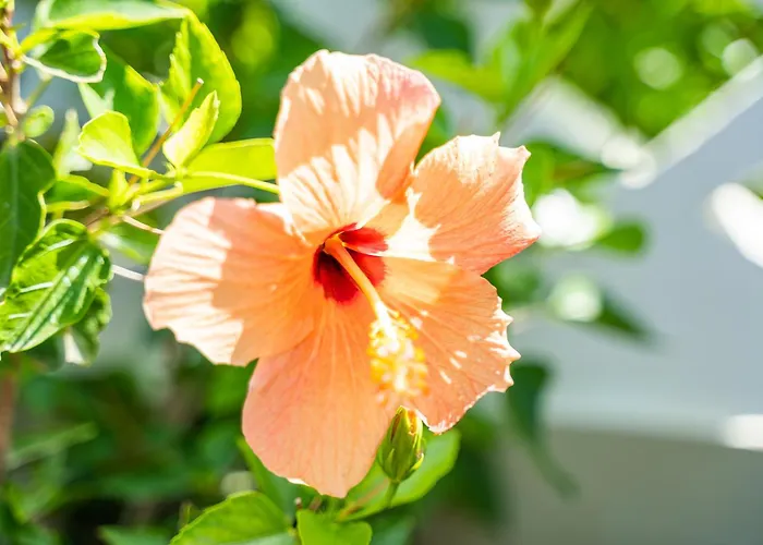 Reisis Family Lefkos (Karpathos)